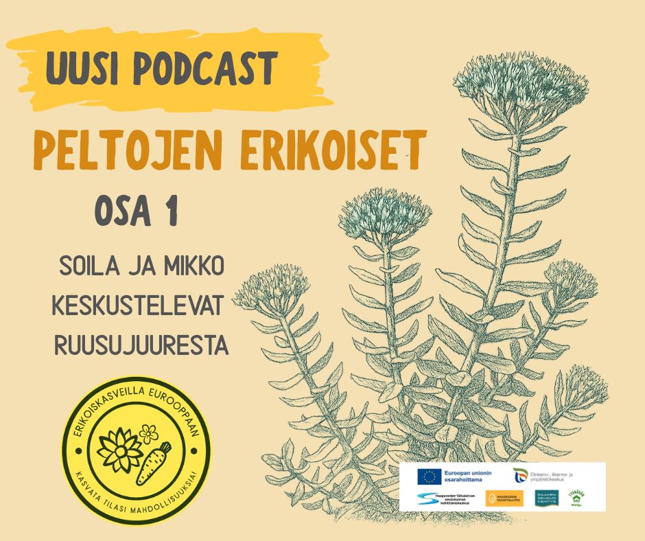 Peltojen erikoiset -podcast-sarjan ilmoitus, jossa ruusujuuren kuva ja tietoa sekä hankkeen tunnus.