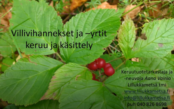 punaisia marjoja vihreiden, maassa kasvavien lehtien välissä. Villivihannesten ja yrttien keruu ja käsittely -webinaarin kuva